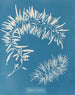 Sargasses plumeuses - Anna Atkins — weergave van het kunstwerk