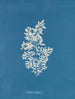Sargasses vulgaires - Anna Atkins — weergave van het kunstwerk