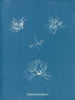 Schizonema helminthosum - Anna Atkins — weergave van het kunstwerk