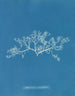 Sphaerococcus coronopifolius - Anna Atkins — weergave van het kunstwerk