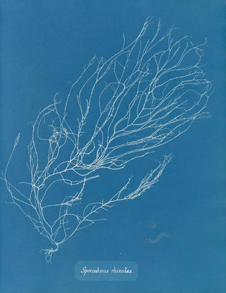 Anna Atkins - Sporochnus rhizodes.webp