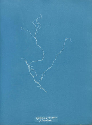 Anna Atkins - Sporochnus rhizodes paradoxa.webp
