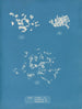 Ulva crispa A - Anna Atkins — weergave van het kunstwerk