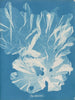 Een zeer brede boom - Anna Atkins — weergave van het kunstwerk