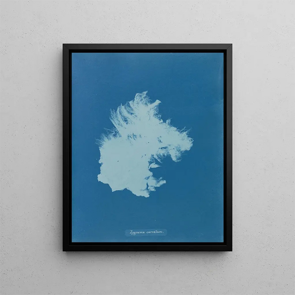 Anna Atkins - Zygnema curvatum.webp