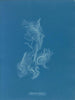 Zygnema brillant - Anna Atkins — weergave van het kunstwerk