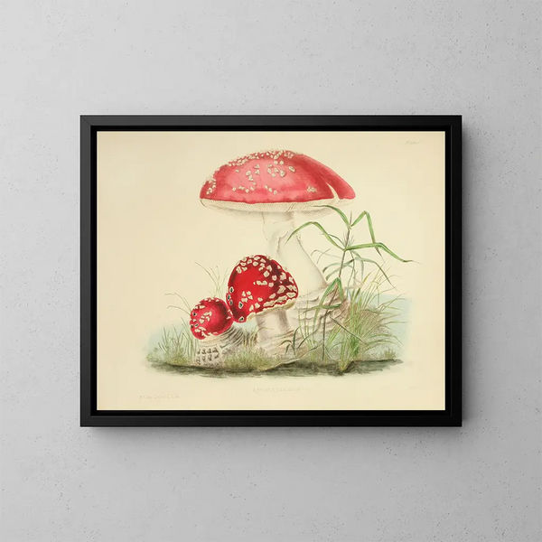 Illustrations de la mycologie britannique Pl01 - Anna Maria Hussey — framed artwork on a wall