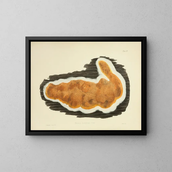 Illustrations de la mycologie britannique Pl03 - Anna Maria Hussey — framed artwork on a wall