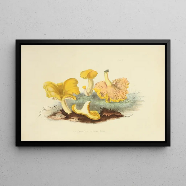 Anna Maria Hussey - Illustrations of British mycology Pl04.webp