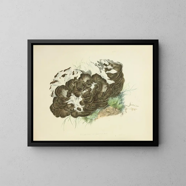 Illustrations of British Mycology Pl06 - Anna Maria Hussey — framed artwork on a wall