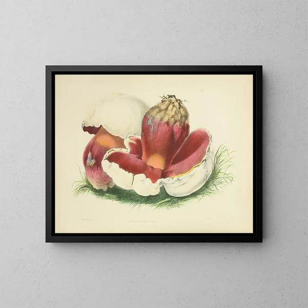 Illustrations of British Mycology Pl07 - Anna Maria Hussey — framed artwork on a wall