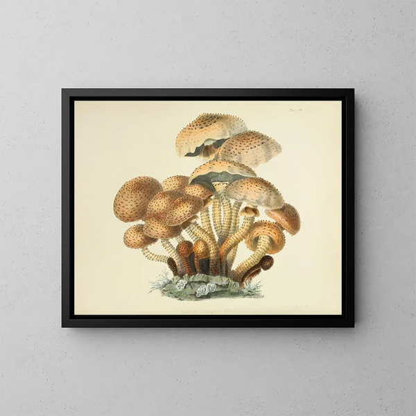 British Mycology Illustrations Pl08 - Anna Maria Hussey — framed artwork on a wall