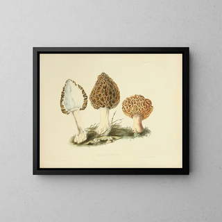 Anna Maria Hussey - Illustrations of British mycology Pl13.webp