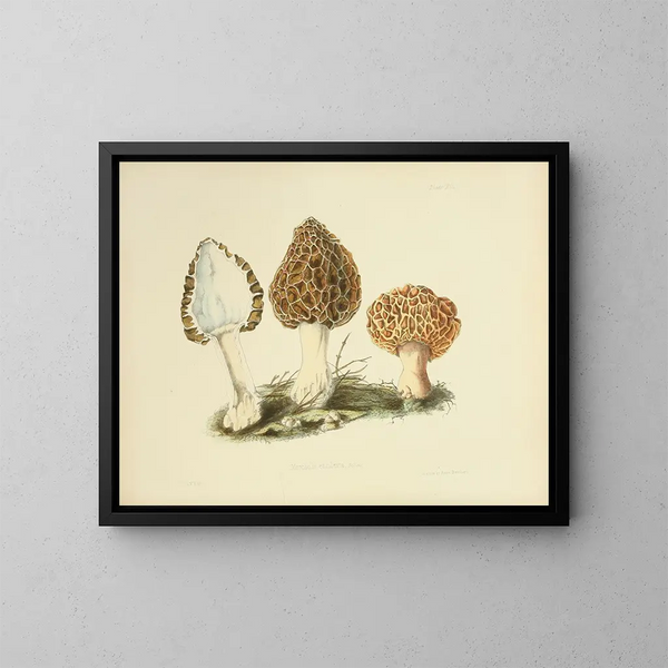 Illustrations de la mycologie britannique Pl13 - Anna Maria Hussey — framed artwork on a wall