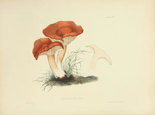 Anna Maria Hussey - Illustrations of British mycology Pl15.webp