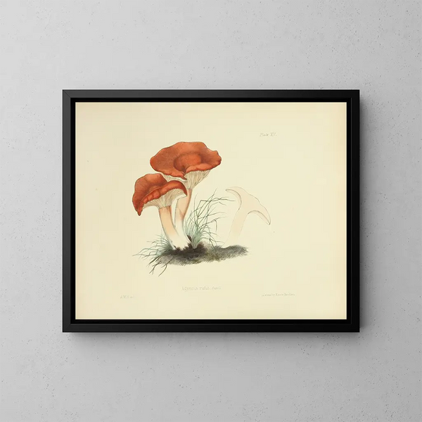 Illustrations of British Mycology Pl15 - Anna Maria Hussey — framed artwork on a wall