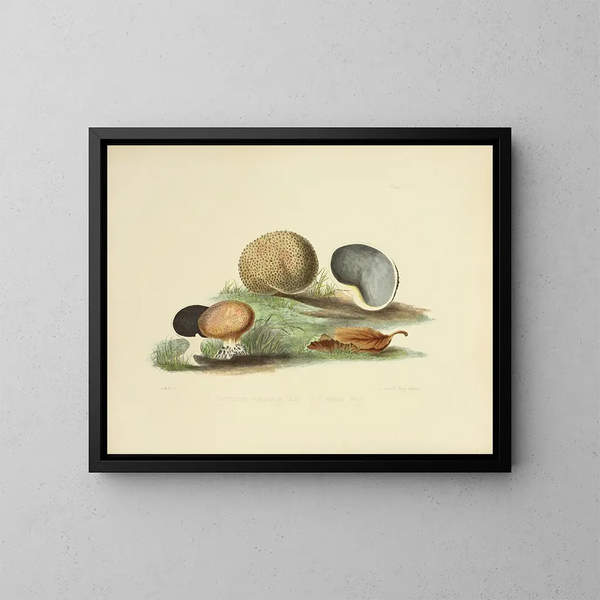 Illustrations of British Mycology Pl17 - Anna Maria Hussey — framed artwork on a wall