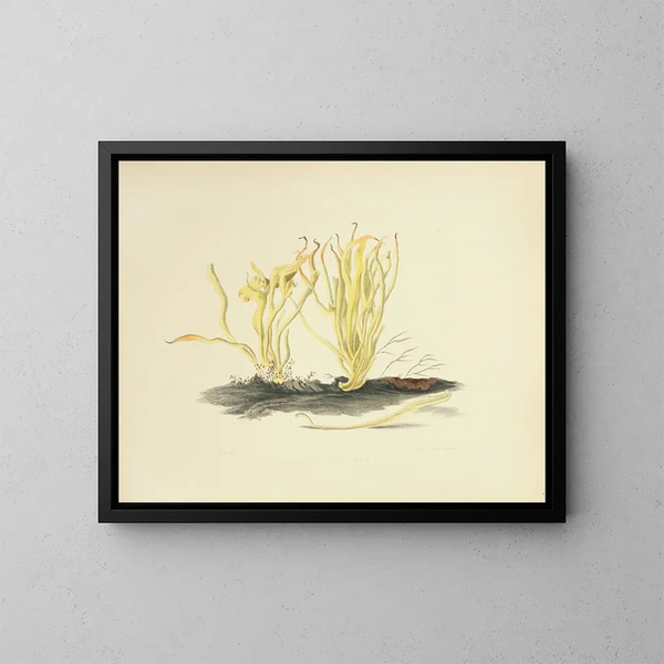 Illustrations of British Mycology Pl18 - Anna Maria Hussey — framed artwork on a wall