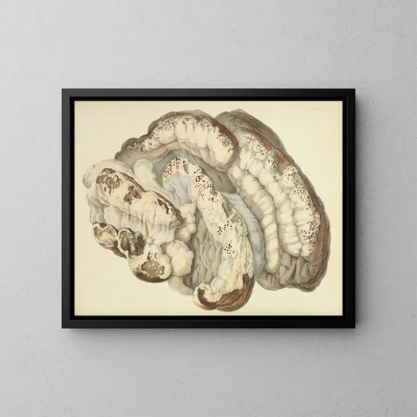 Illustrations of British Mycology Pl21 - Anna Maria Hussey — framed artwork on a wall