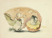 Illustraties van de Britse mycologie Pl22 - Anna Maria Hussey — weergave van het kunstwerk