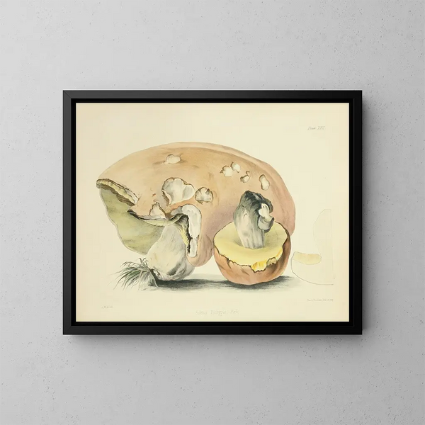 Illustrations de la mycologie britannique Pl22 - Anna Maria Hussey — framed artwork on a wall