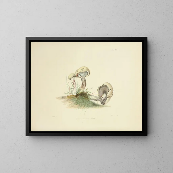 Illustrations de mycologie britannique Pl25 - Anna Maria Hussey — framed artwork on a wall