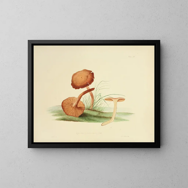 Illustrations de la mycologie britannique Pl30 - Anna Maria Hussey — framed artwork on a wall