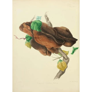 Anna Maria Hussey - Illustrations of British mycology Pl31.webp