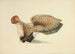 Illustraties van Britse mycologie Pl33 - Anna Maria Hussey — weergave van het kunstwerk