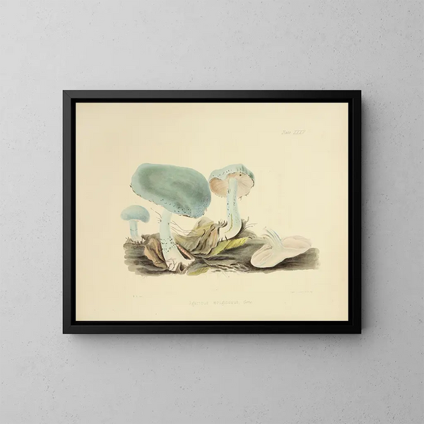 Illustrations of British Mycology Pl35 - Anna Maria Hussey — framed artwork on a wall