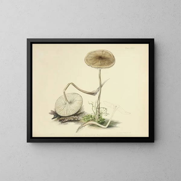 Illustrations de la mycologie britannique Pl36 - Anna Maria Hussey — framed artwork on a wall