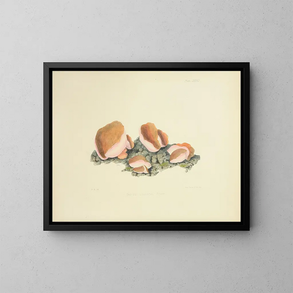 Illustrations of British Mycology Pl37 - Anna Maria Hussey — framed artwork on a wall
