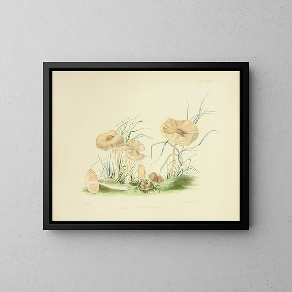 Illustrations of British Mycology Pl38 - Anna Maria Hussey — framed artwork on a wall