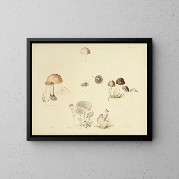 British Mycology Illustrations Pl39 - Anna Maria Hussey — framed artwork on a wall