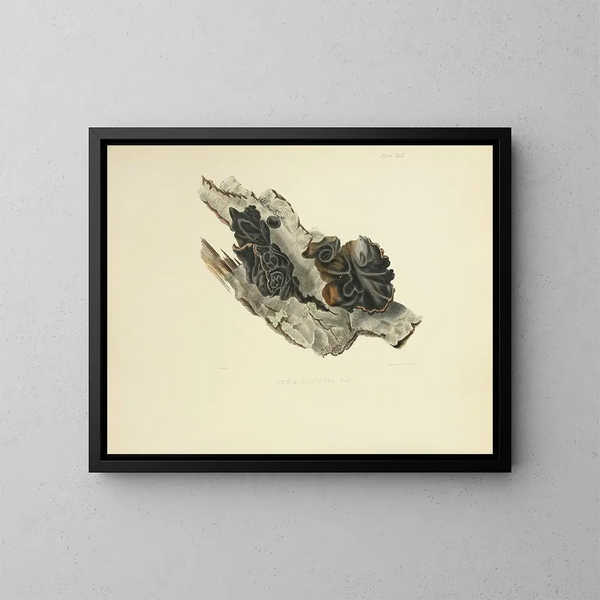 Illustrations of British Mycology Pl42 - Anna Maria Hussey — framed artwork on a wall