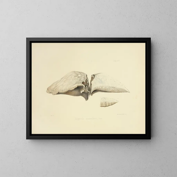 Illustrations de la mycologie britannique Pl43 - Anna Maria Hussey — framed artwork on a wall