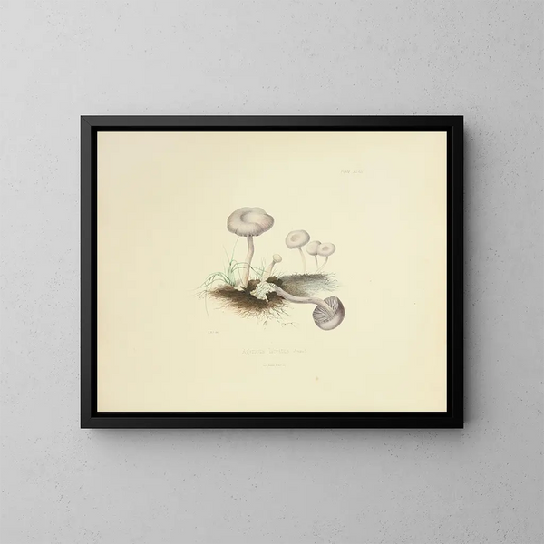 Illustraties van de Britse mycologie Pl47 - Anna Maria Hussey — ingelijst kunstwerk aan de muur