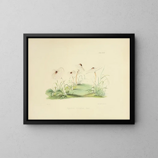 Anna Maria Hussey - Illustrations of British mycology Pl48.webp