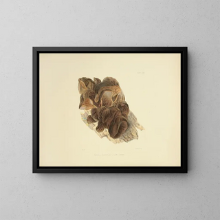 Anna Maria Hussey - Illustrations of British mycology Pl53.webp