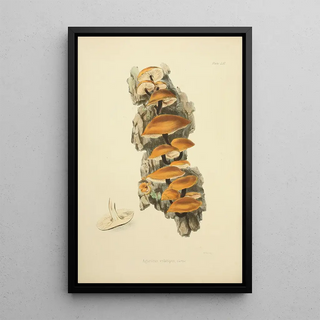 Anna Maria Hussey - Illustrations of British mycology Pl56.webp