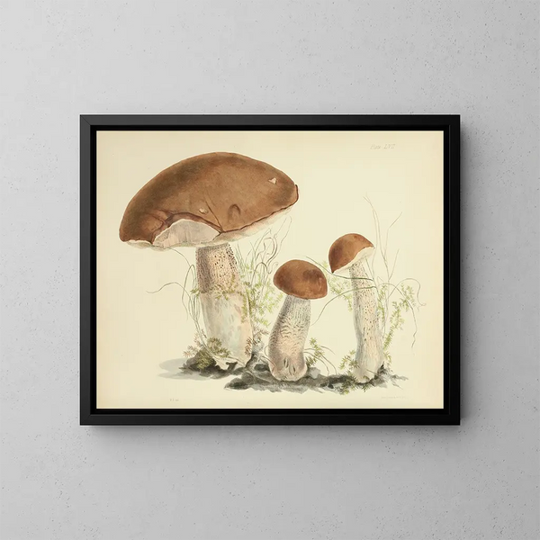 Illustraties van de Britse mycologie Pl57 - Anna Maria Hussey — ingelijst kunstwerk aan de muur