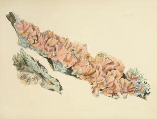 Anna Maria Hussey - Illustrations of British mycology Pl58.webp