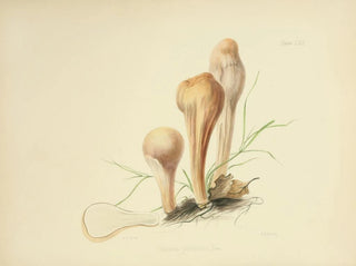 Anna Maria Hussey - Illustrations of British mycology Pl62.webp