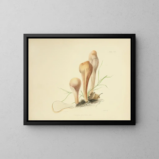 Anna Maria Hussey - Illustrations of British mycology Pl62.webp