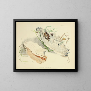 Anna Maria Hussey - Illustrations of British mycology Pl64.webp