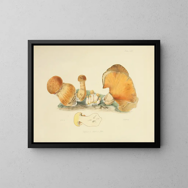 Illustraties van de Britse mycologie Pl71 - Anna Maria Hussey — ingelijst kunstwerk aan de muur