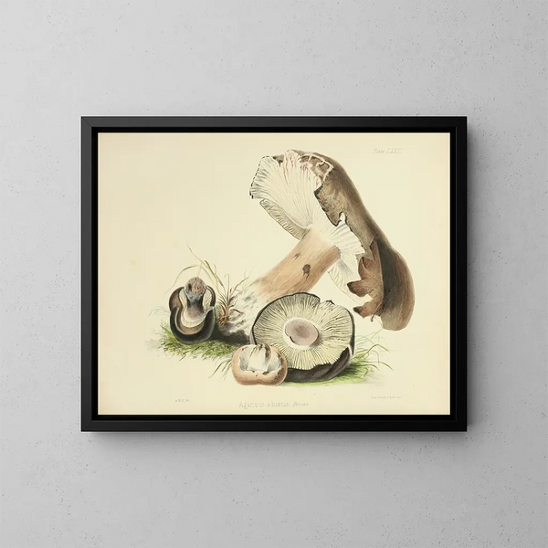 Illustraties van de Britse mycologie Pl73 - Anna Maria Hussey — ingelijst kunstwerk aan de muur