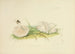 Illustraties van de Britse mycologie Pl78 - Anna Maria Hussey — weergave van het kunstwerk