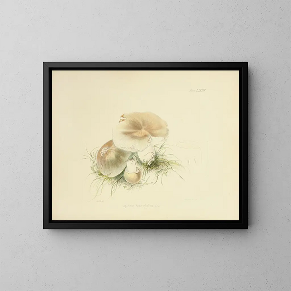 Illustraties van de Britse mycologie Pl84 - Anna Maria Hussey — ingelijst kunstwerk aan de muur