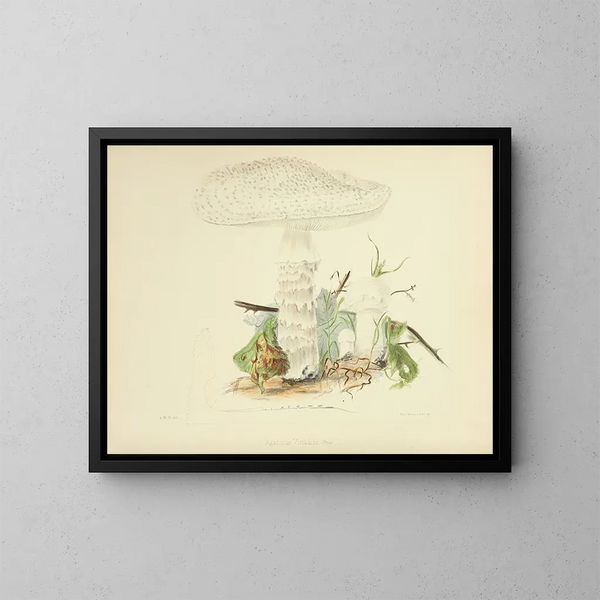 Illustraties van de Britse mycologie Pl85 - Anna Maria Hussey — ingelijst kunstwerk aan de muur